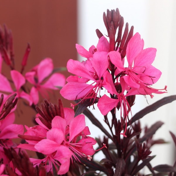 ガウラ(白蝶草)・ガウディ「ローズ」(3号ロングポット)