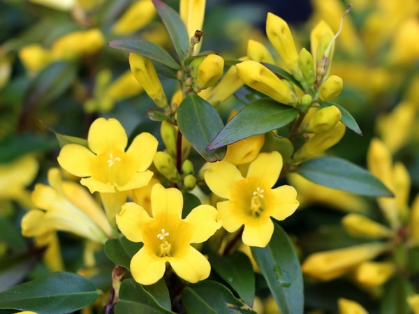 カロライナジャスミン　ポット苗　コンパクトボックス発送 カロライナジャスミン ポット苗 コンパクトボックス発送 カロライナ