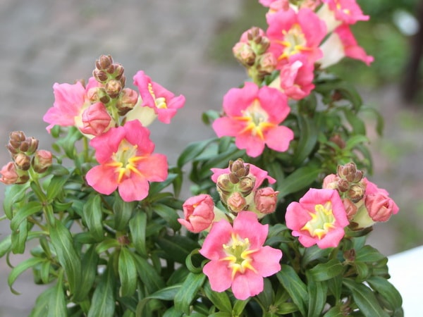 キンギョソウ・F1・アンティキティ「アプリコットバイカラー」