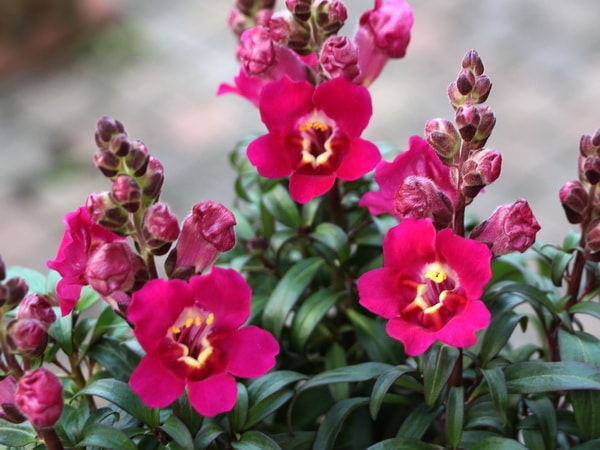 キンギョソウ・F1・アンティキティ「ローズ」