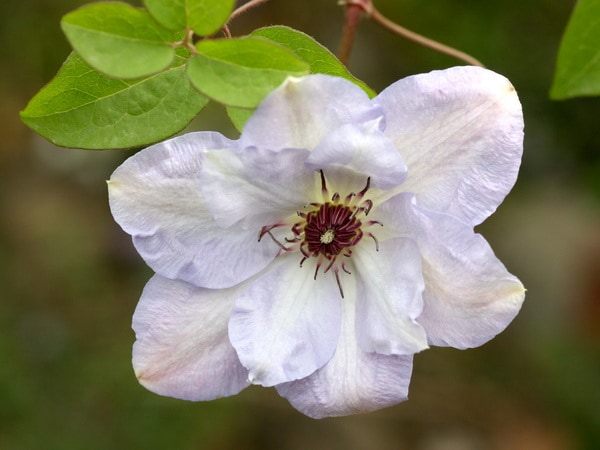 クレマチス「イワン・オルソン」