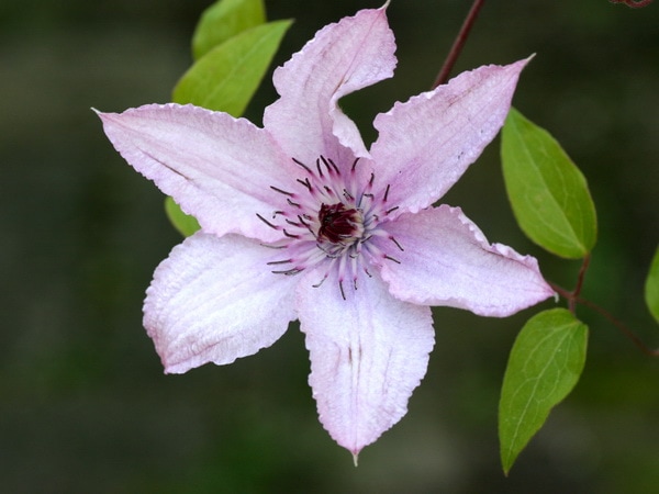 クレマチス「ハーグレイ・ハイブリッド」