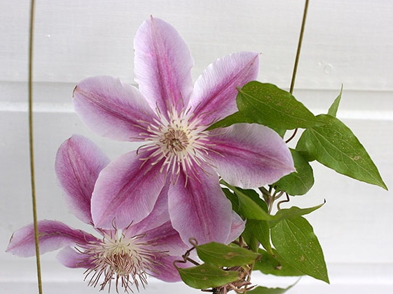 クレマチス「ビクトリー」