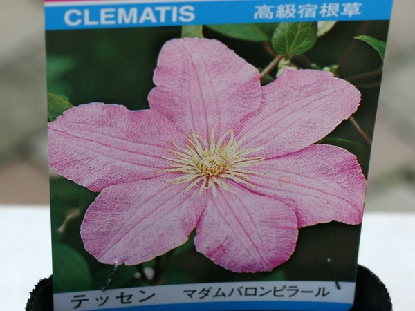 クレマチス「マダムバロンピラール」