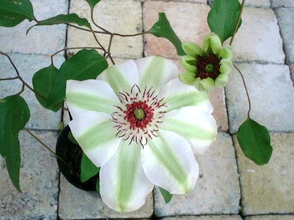 クレマチス「ミスベーツマン」