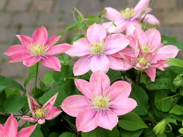 クレマチス「リトルマーメイド」(苗物)