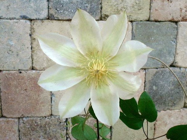 クレマチス「月宮殿」