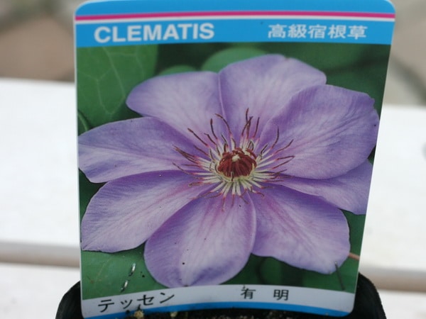 クレマチス「有明」