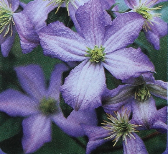 クレマチス・ゼチセラ系「エミリア・プラター」