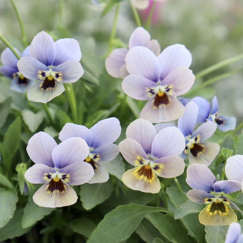 ゲブラナガトヨさん育種の「マリア」・2025年11月下旬ごろ販売開始