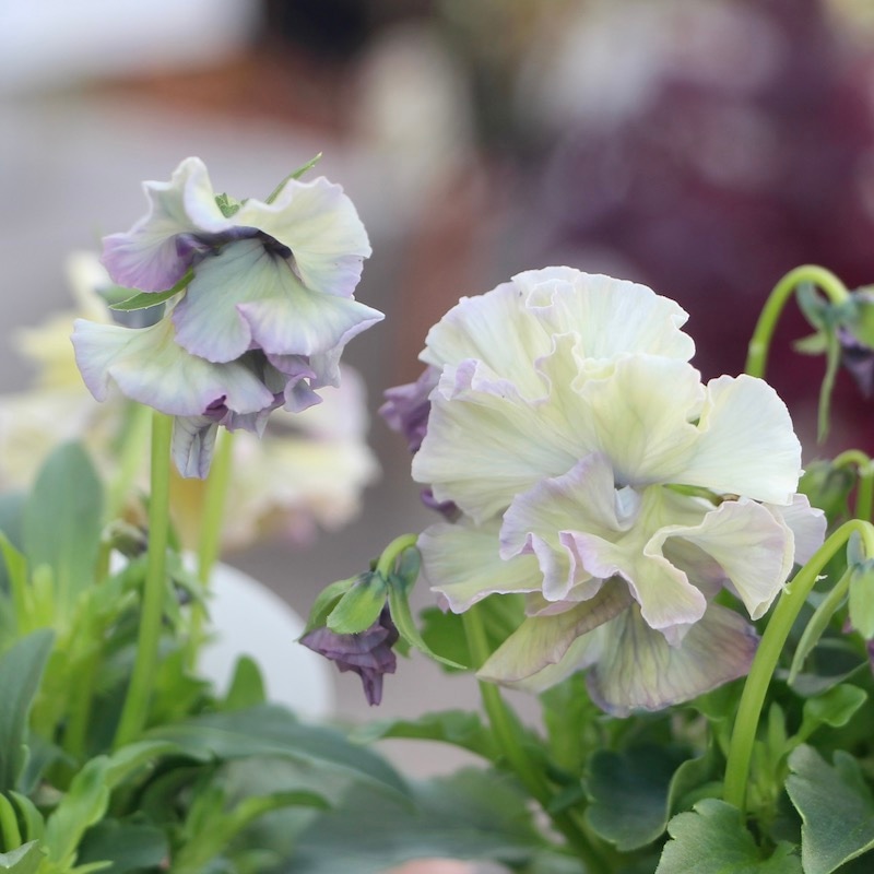 コウロギさん育種ビオラ「NOBUKOセレクション」＜21-28＞(3.5号ポット)