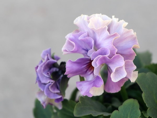 コウロギさん育種ビオラ「NOBUKOセレクション★プチフリル」＜25＞(3.5号ポット)