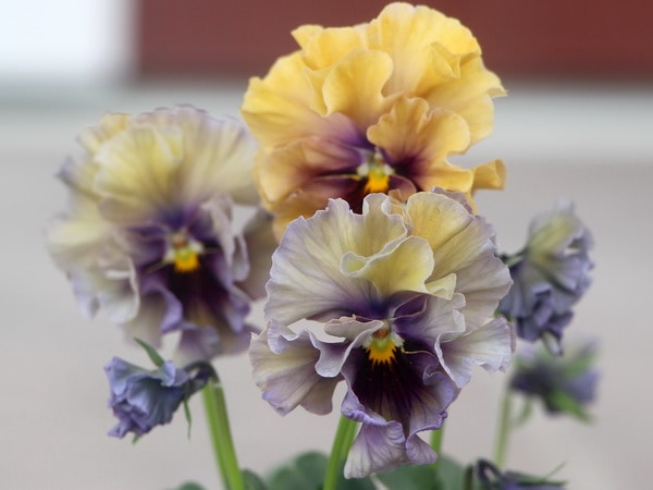 コウロギさん育種ビオラ「NOBUKOセレクション」＜9＞(3.5号ポット)