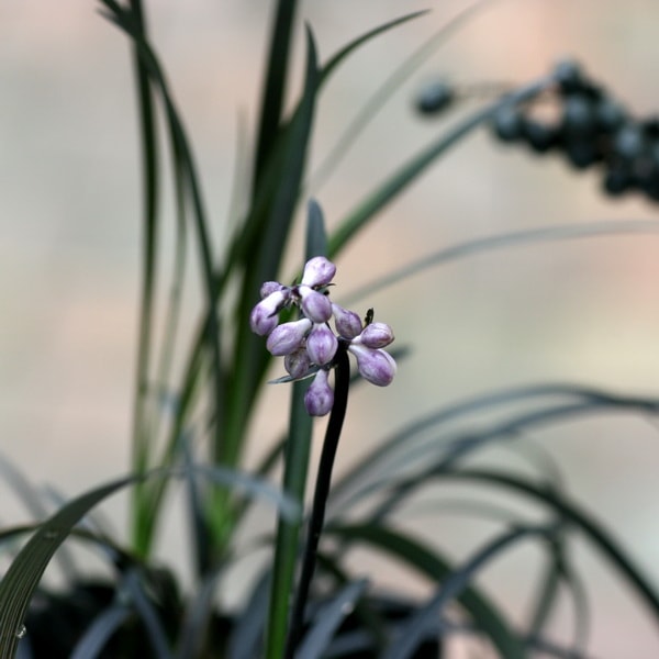 暑さ寒さに剛健な多年草☆コクリュウ☆黒竜(3.5号ポット)