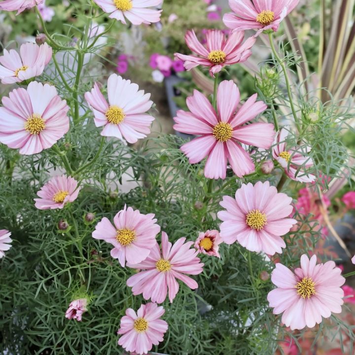 良苗入荷♪2本植え☆コスモス「バローテ」(3号ロングポット)