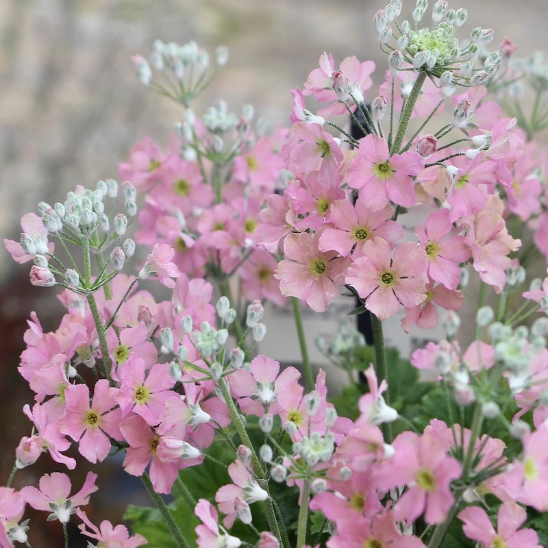 サントリーさんのサクラソウ・ウインティー「ピーチ」(3.5号ポット)