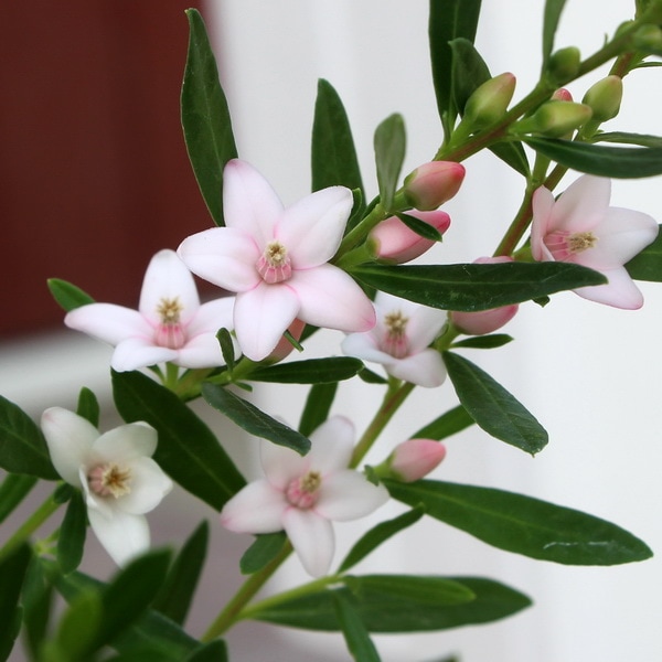 サザンクロス「ピンクのモーツァルト」(3号ポット)