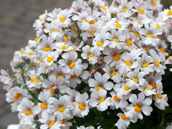 サンサシア・プラス「リトルココ」（3.5号ポット）