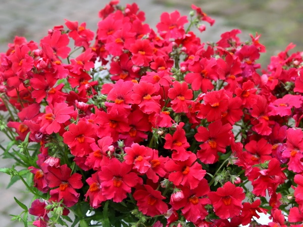 サンサシア・プラス「リトルチェリー」(3.5号ポット)