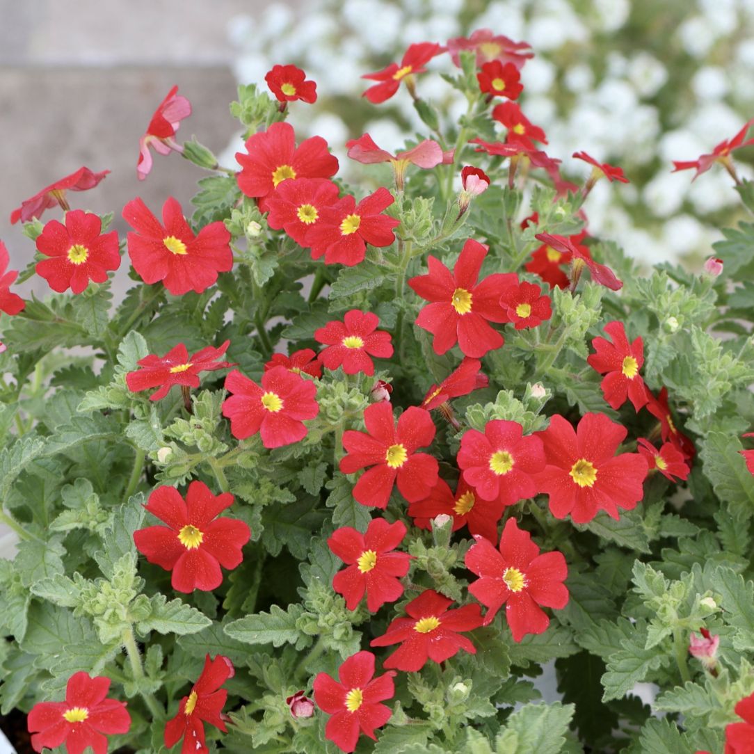 植物（花苗・植物）を色から選ぶ｜ネット通販ショップ～風散歩～