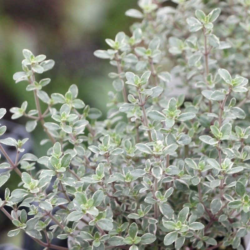 素敵な花苗とおしゃれなガーデニング雑貨｜ネット通販ショップ～風散歩～