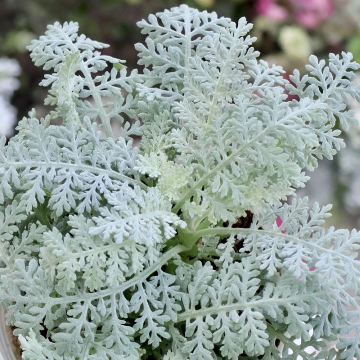 シルバー系｜葉物植物（カラーリーフ）｜ネット通販ショップ～風散歩～