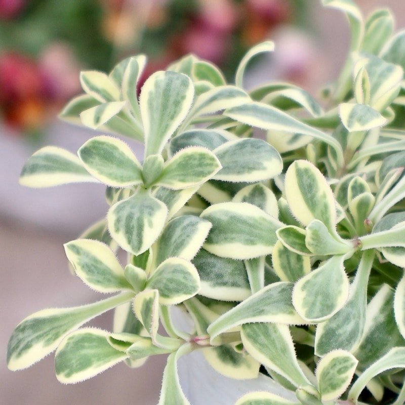 株分け可能♪シレネ・ユニフローラ・バリエガータ