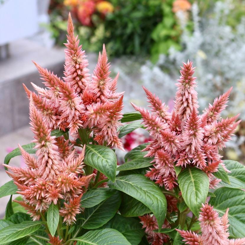 新入荷商品の植物｜リアルタイムの在庫｜ネット通販ショップ～風散歩～
