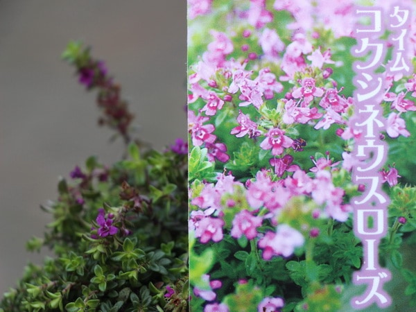 タイム「コクシネウスローズ」