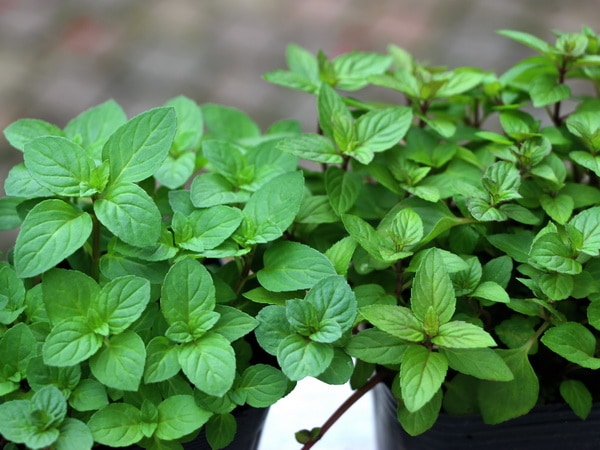 チョコレートミント