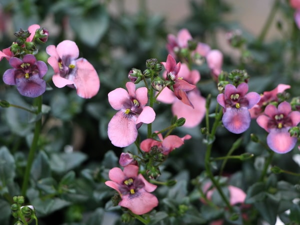 ディアシア・モーニングミスト「メタリックオレンジ」(3号ロングポット)