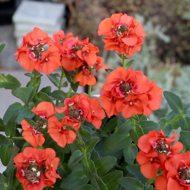 とっても綺麗な開花株!! ディアスシア・トリニティ☆きっと「サンセット」