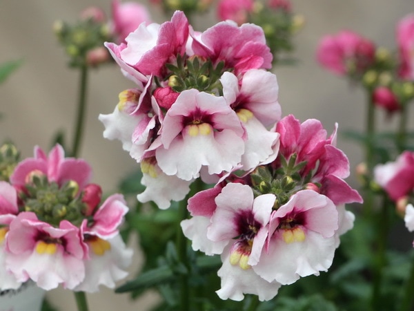 ネメシア・メロウ「ピンクスワン」(3.5号ポット)