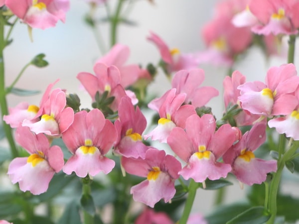 ネメシア・メロウ「マシュマロピンク」(3.5号ポット)