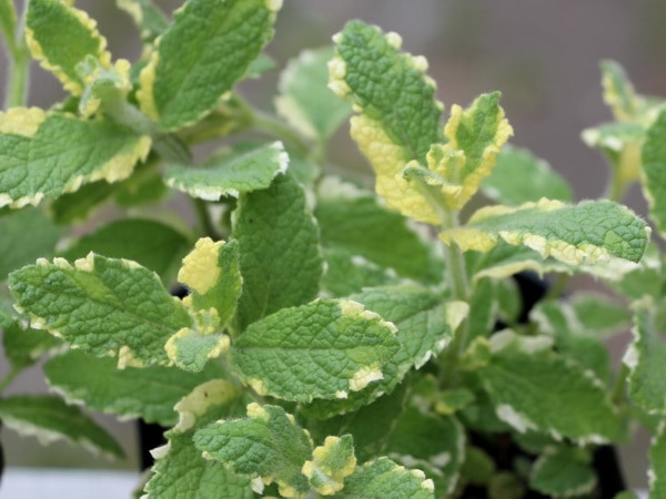 パイナップルミント