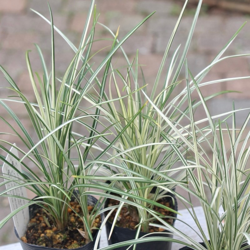 株分け可能♪寒さ暑さに剛健☆ハクリュウ(白竜)