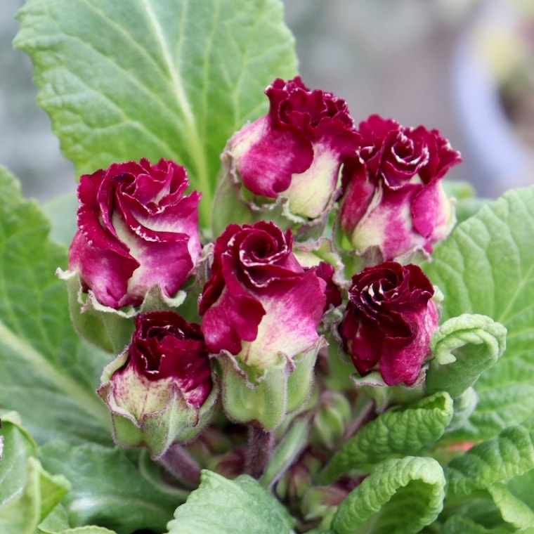 画像で花色を選べる!! バラ咲きプリムラ・ジュリアン「ミステリーモカ」1番