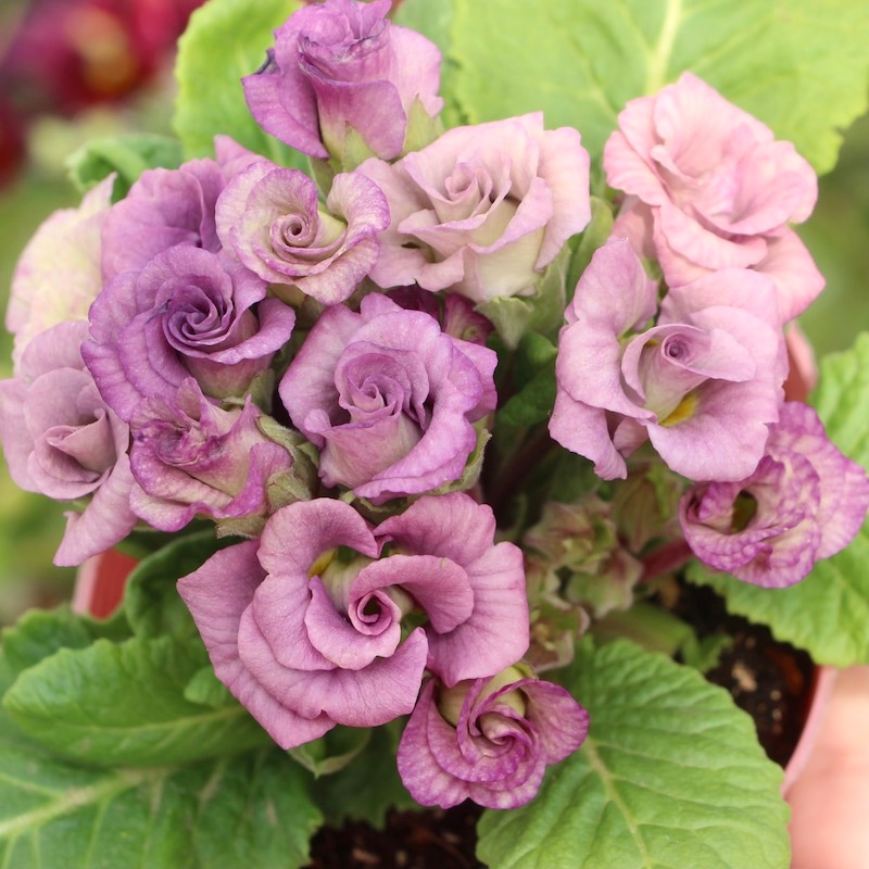 画像で花色を選べる!! バラ咲きプリムラ・ジュリアン「ミステリーモカ」4番