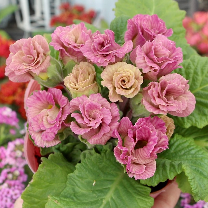 画像で花色を選べる!! バラ咲きプリムラ・ジュリアン「ミステリーモカ」6番