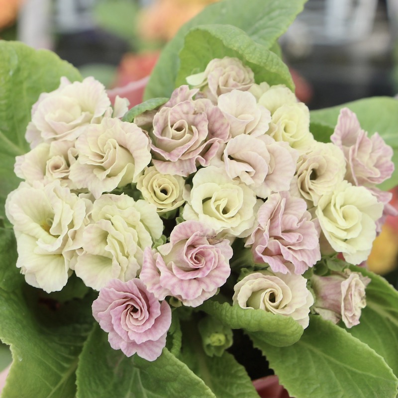 バラ咲きプリムラ・ジュリアン「ミステリーモカ」7番