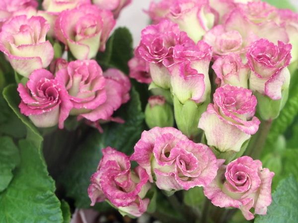 バラ咲きプリムラ・ジュリアン「ミステリーモカ」画像の現品☆8番