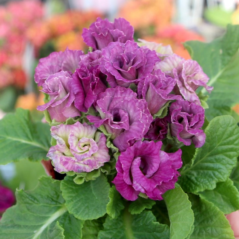 バラ咲きプリムラ・ジュリアン「ミステリーモカ」9番