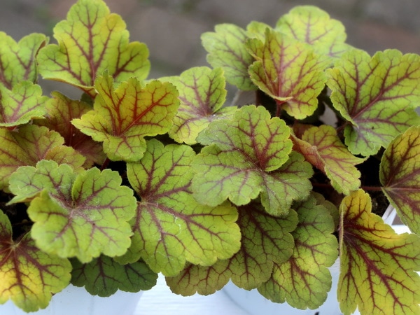 ハルディンのヒューケラ「エレクトラ」(3.5号ポット)