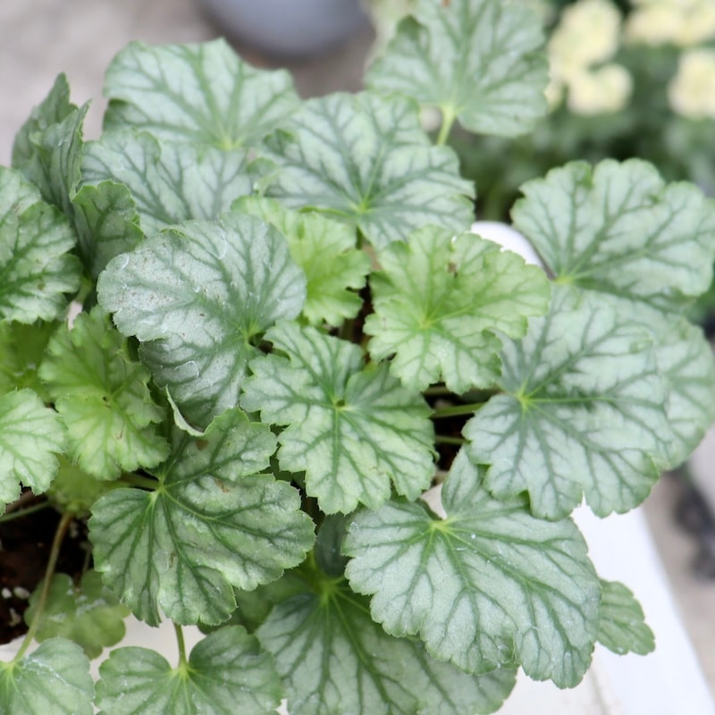 ハルディンのヒューケラ「パリ」(3号ロングポット)