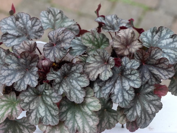 ハルディンのヒューケラ「ハリウッド」(3.5号ポット)