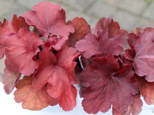 ハルディンのヒューケラ「ファイヤーアラーム」(3.5号ポット)