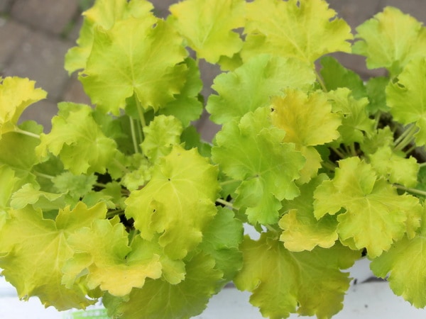 ハルディンのヒューケラ「フリンジレモン」(3.5号ポット)