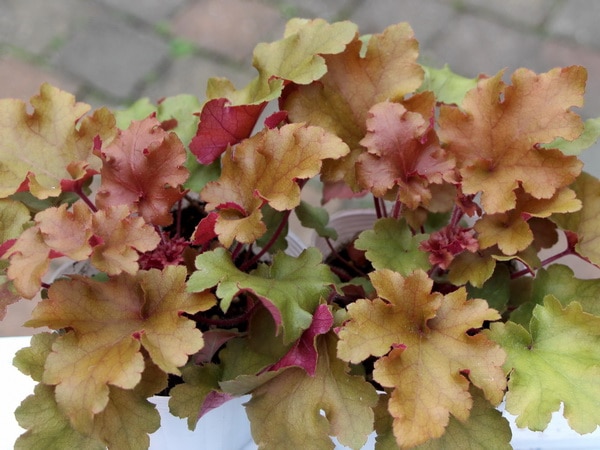 ハルディンのヒューケラ「マーマレード」(3.5号ポット)