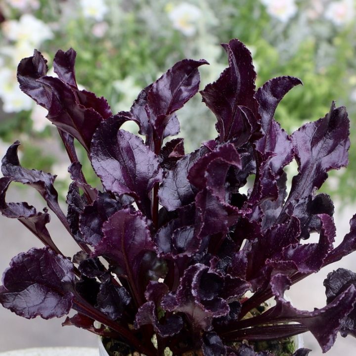 暑さ・寒さに強くて年中綺麗♪ビーツ・ブルズブラッド