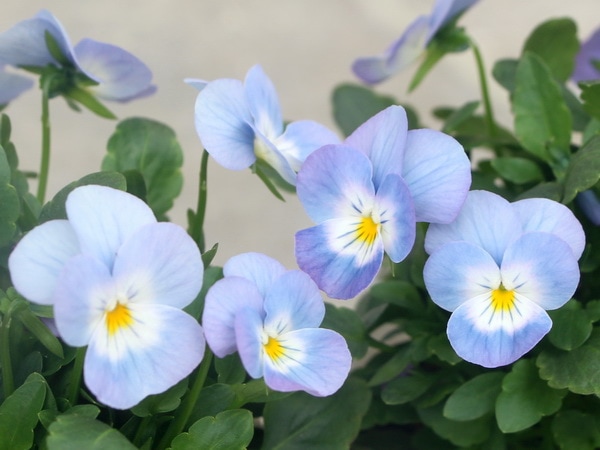 ビオラ「ソフトラベンダー」(3.5号ポット)